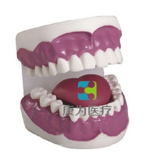 “康为医疗”牙护理保健模型（28颗牙）（放大3倍）