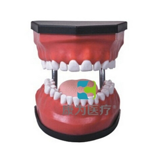 “康为医疗”豪华型牙护理保健模型（32颗牙,可脱卸）