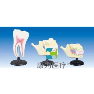 “康为医疗”乳牙恒牙牙列模型(自然大)
