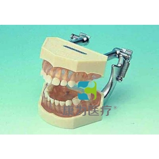 “康为医疗”可拆乳牙颌模型