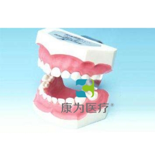 “康为医疗”刷牙指导模型（乳牙）