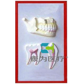 来宾“康为医疗”牙列与牙解剖浮雕模型