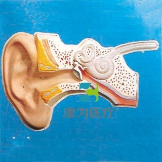 “康为医疗”耳听觉调节模型（声控）