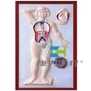 “康为医疗”淋巴系统浮雕模型