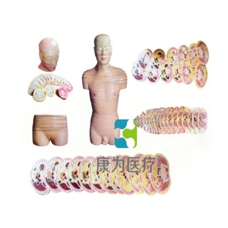 “康为医疗”人体头颈躯干横断断层解剖模型
