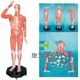 来宾“康为医疗” 人体全身肌肉附内脏模型