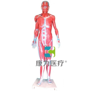 来宾“康为医疗”全身肌肉解剖模型(自然大)