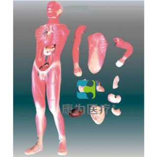 来宾“康为医疗”人体肌肉及胸腹腔脏器解剖模型