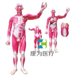 来宾“康为医疗”全身肌肉解剖附内脏器官模型