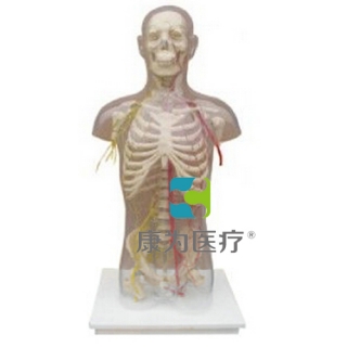 “康为医疗”男性躯干骨附主要动脉和神经分布
