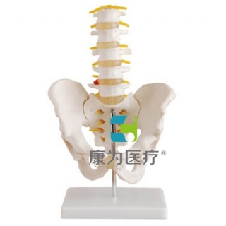 来宾“康为医疗”自然大骨盆带五节腰椎模型