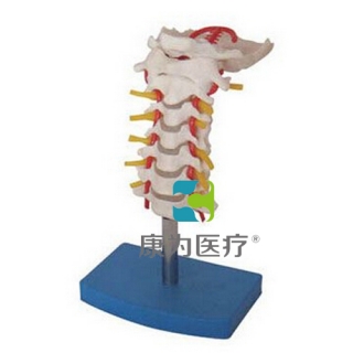 来宾“康为医疗”颈椎带颈动脉、后枕骨、椎间盘与神经模型
