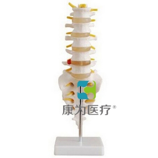 来宾“康为医疗”自然大腰椎带尾椎骨模型