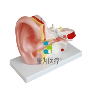 “康为医疗”中耳解剖放大模型