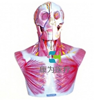 “康为医疗”头部、颈部层次解剖模