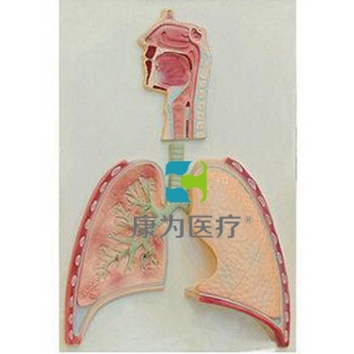 来宾“康为医疗”呼吸系统概观模型