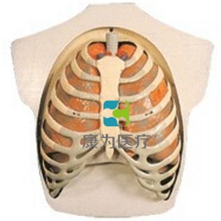 来宾“康为医疗”呼吸系统模型