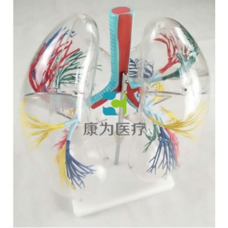 “康为医疗”透明肺段模型
