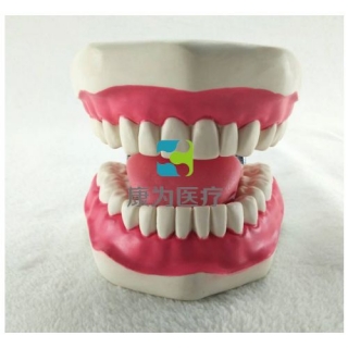 “康为医疗”口腔清洁操作模型(带舌),牙护理保健模型（放大五倍）
