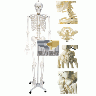 “康为医疗”男性全身骨骼模型