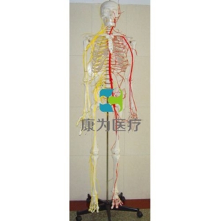 “康为医疗”成人骨骼附神经血管模型