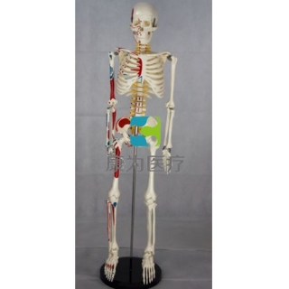 “康为医疗”85CM人体骨骼带神经椎间盘附半身肌肉起止点模型