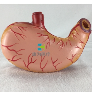 “康为医疗”胃解剖模型